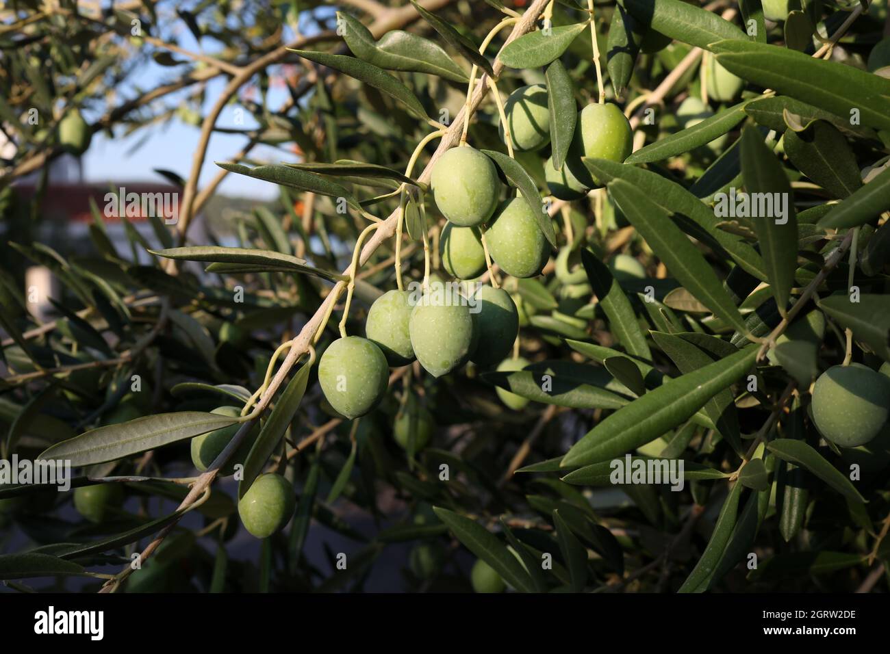 Green olives ripen on the branches of the tree Stock Photo Alamy