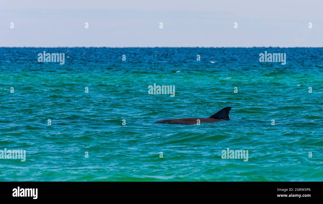 A wild dolphin swims off the coast of the Gulf Islands National Seashore near Pensacola, Florida, on Sept. 25, 2021. Stock Photo