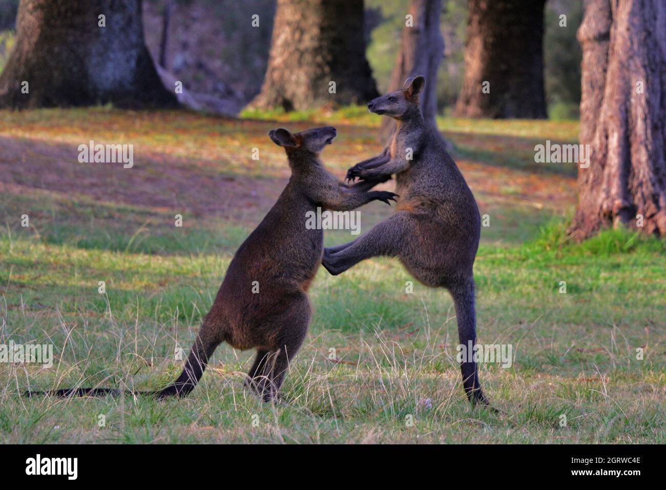 Спаривание кенгуру. Самца кенгуру валлаби. Самка кенгуру. Кенгуру самец и самка.