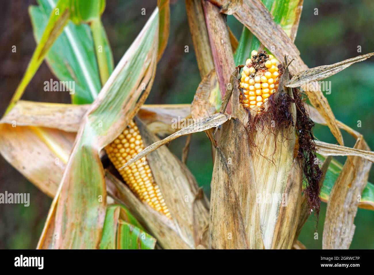 Maize, Corn on the cob growing Stock Photo Alamy