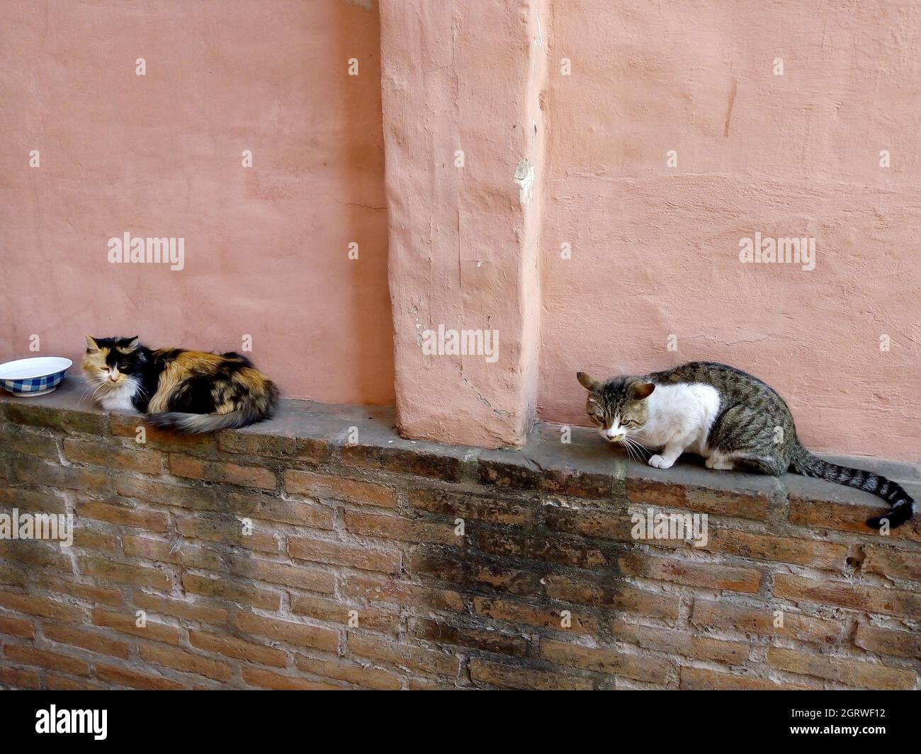 Cats and animals hi-res stock photography and images - Alamy