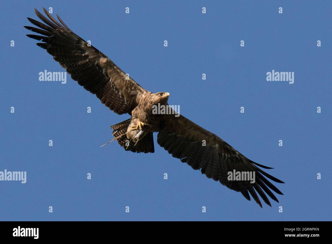 Flying Lesser spotted eagle (Clanga pomarina) with prey Stock Photo