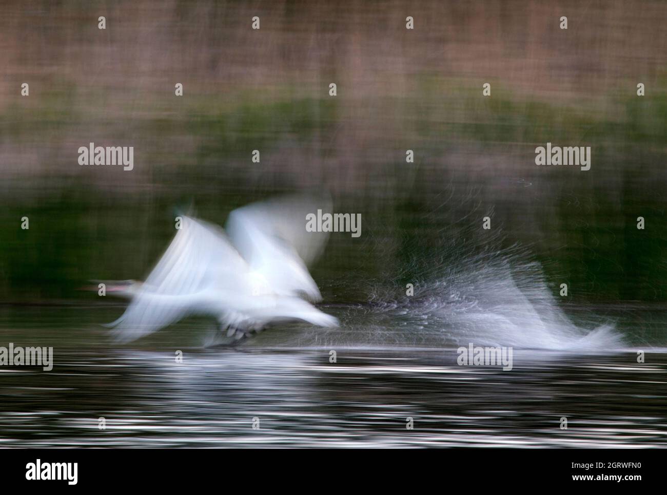 Flying mute swan Stock Photo - Alamy