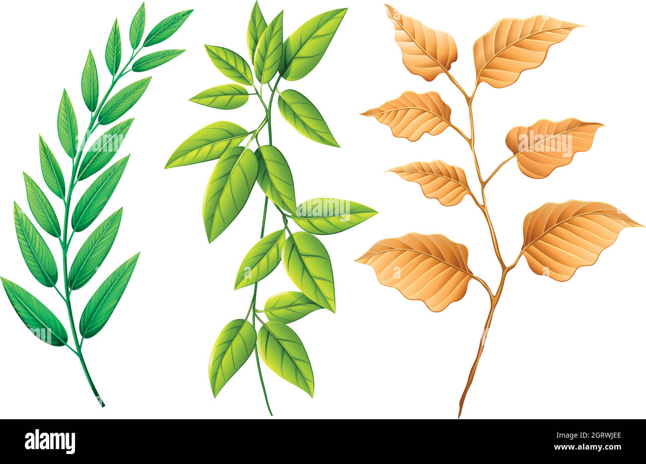 three-types-of-leaves-stock-vector-image-art-alamy