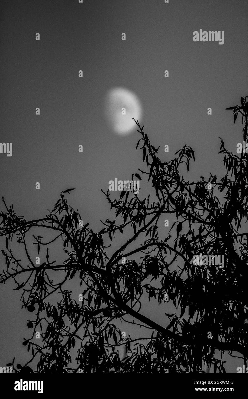 Waxing gibbous on a clear sky in the evening Stock Photo Alamy