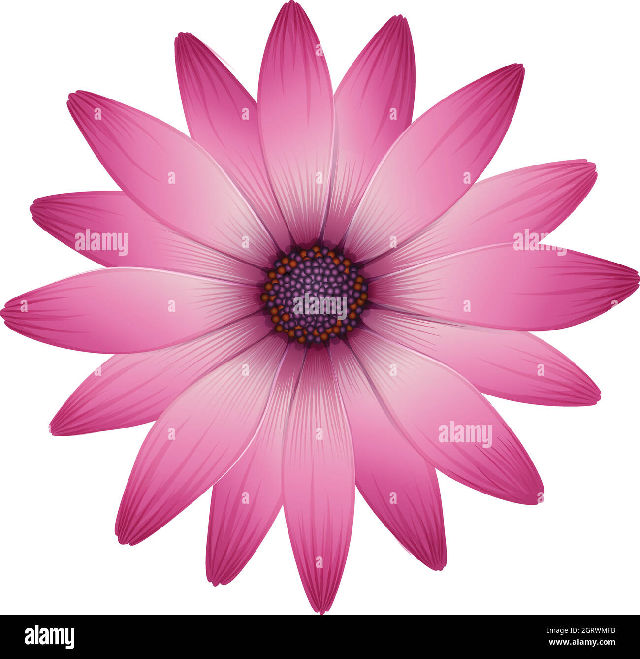 A flower with pink petals Stock Vector