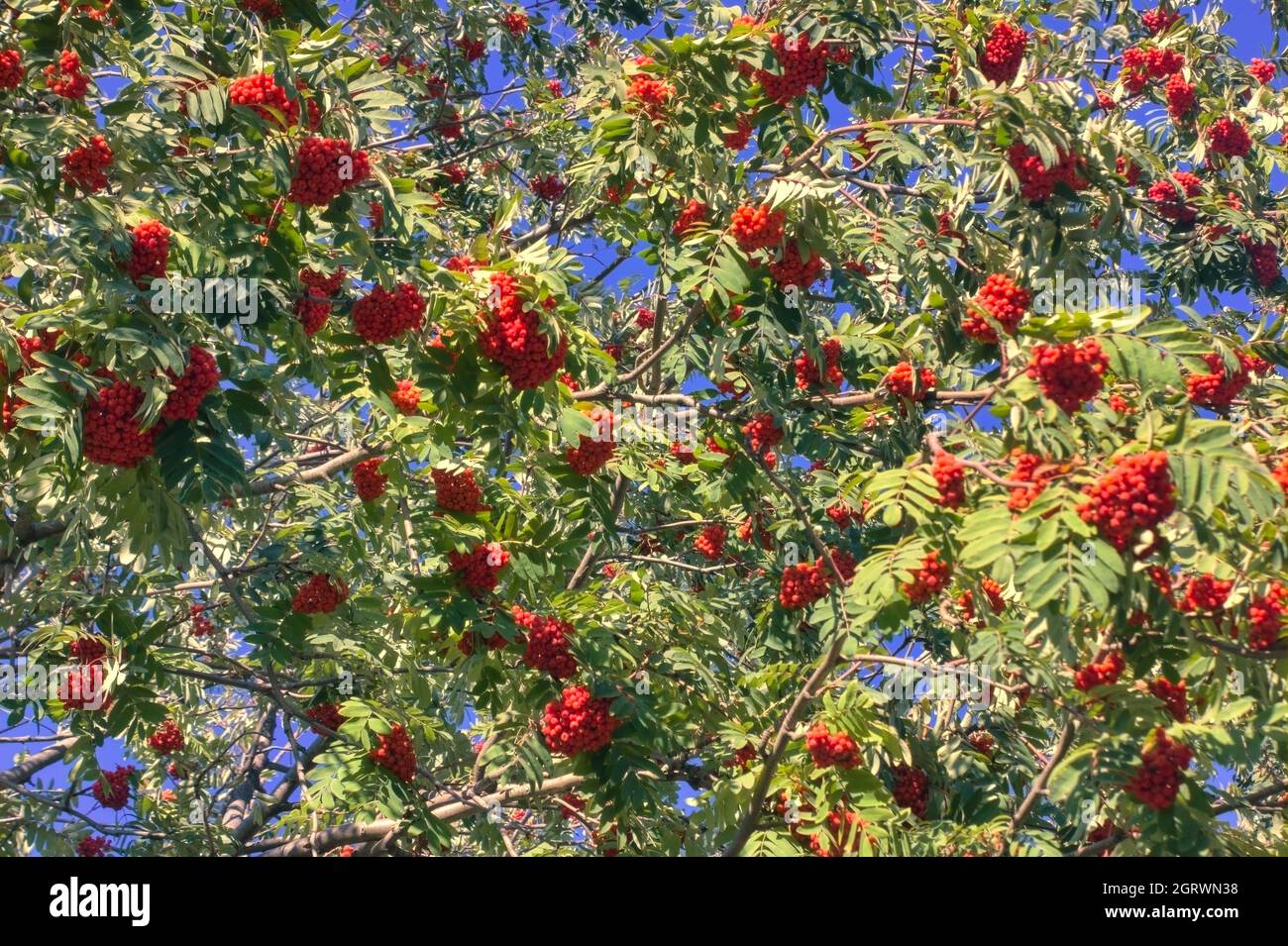 Rowan Def Close up bright rowan berries on a tree. Rowan branches with ripe ...