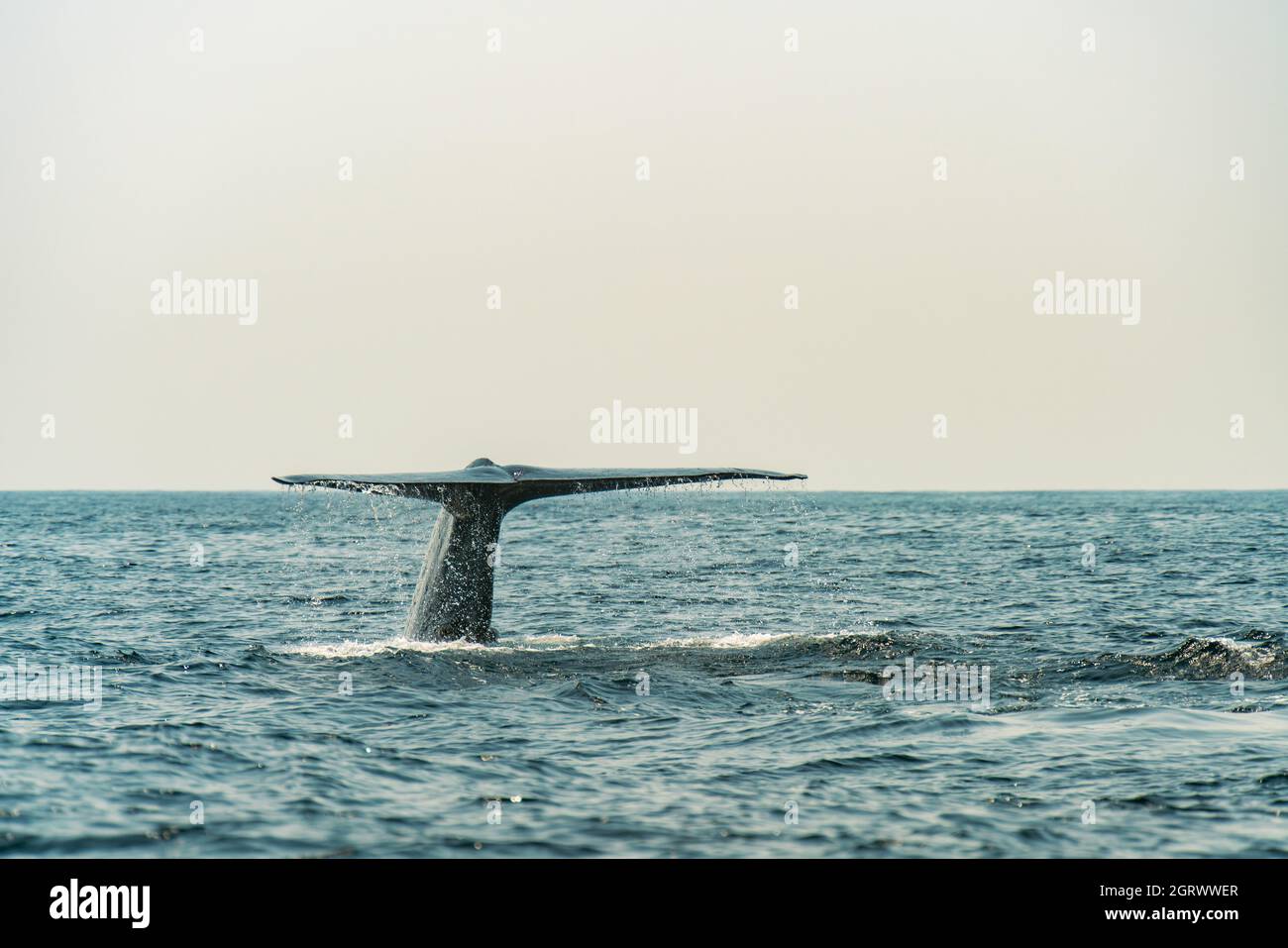 Humpback whale tail flicking up. Seascape with a whale tail. Megaptera novaeangliae. Stock Photo