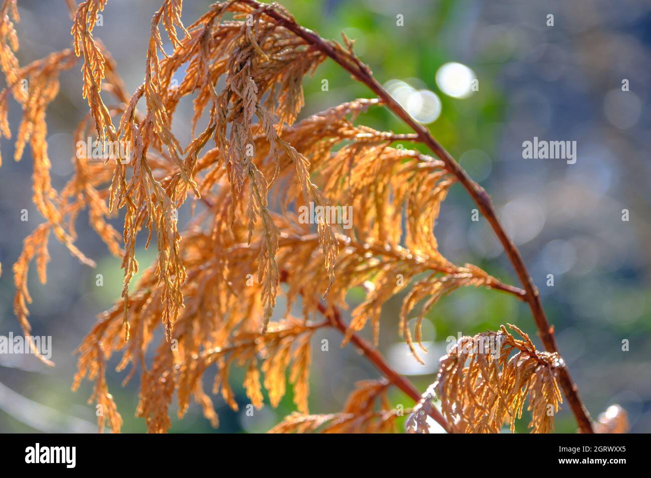 Landscape photo of dried plant leaves on a branch. Autumn leaves and ...