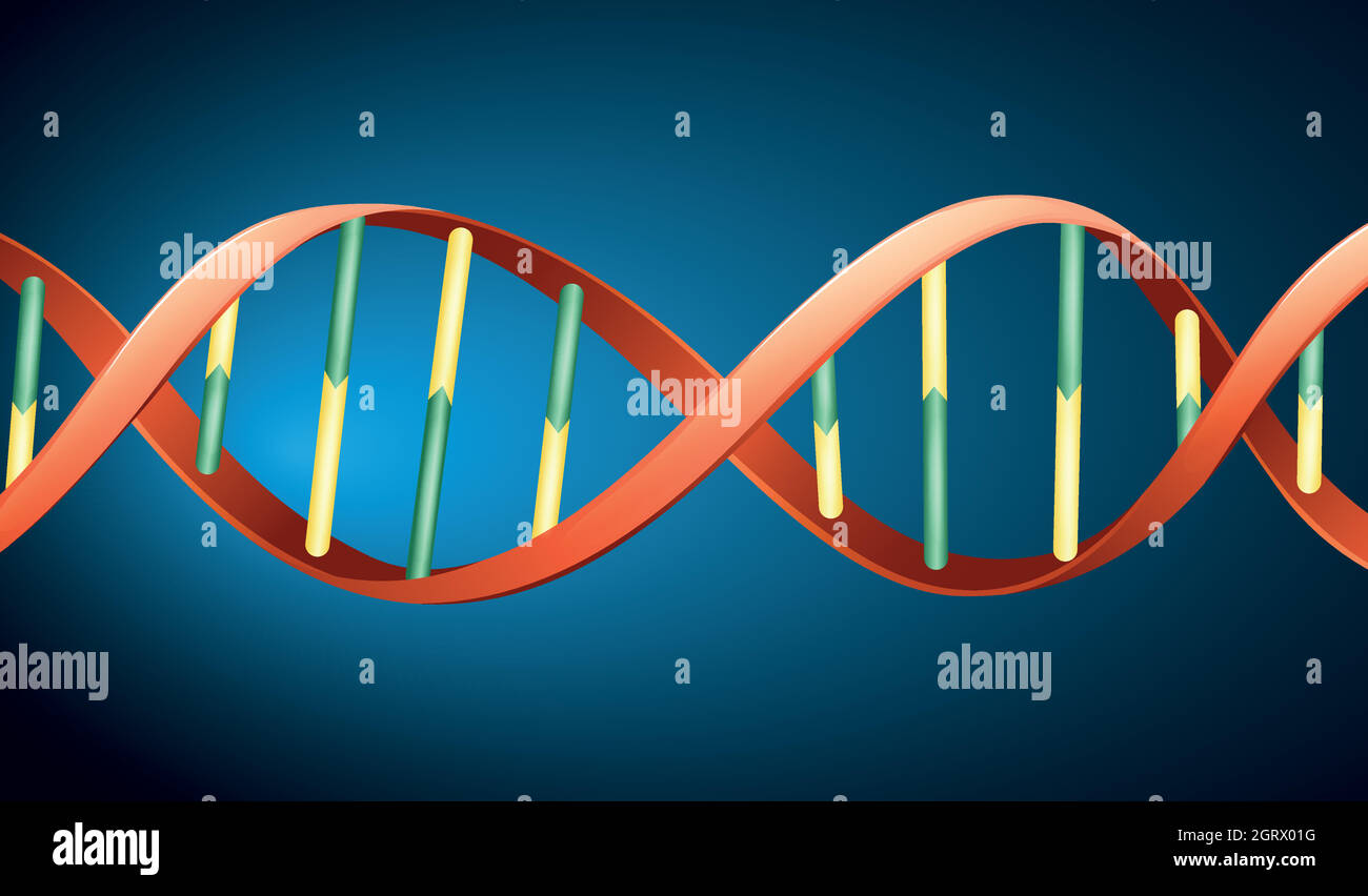 Human DNA Stock Vector