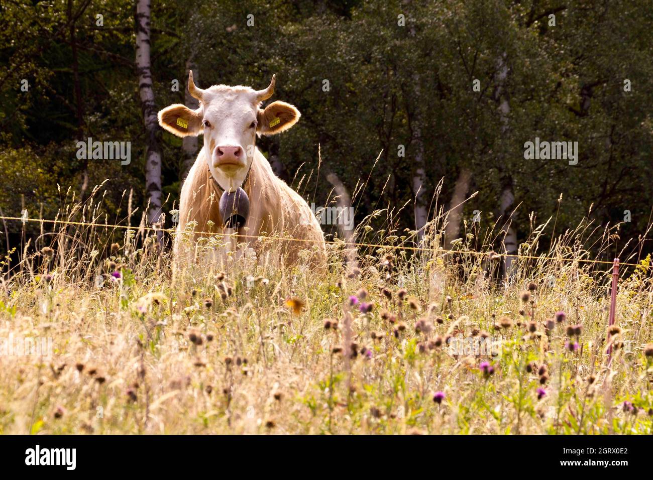 Portrait Of An Animal On Field Stock Photo Alamy