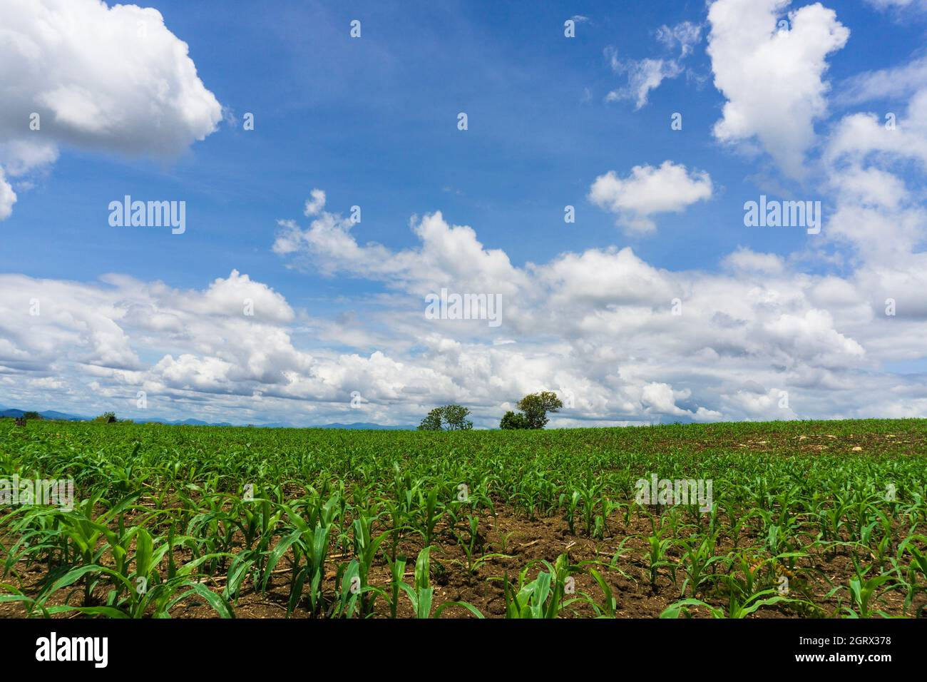 Scenic View Of Agricultural Field Against Sky Stock Photo