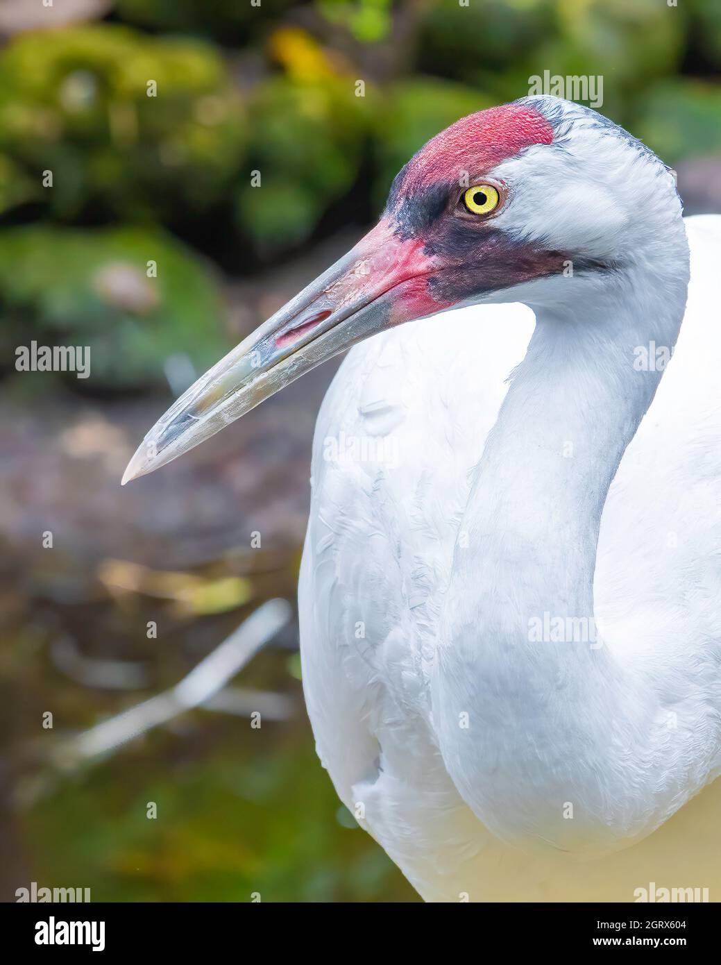 Close-up Of A Adult Whooping Crane Stock Photo
