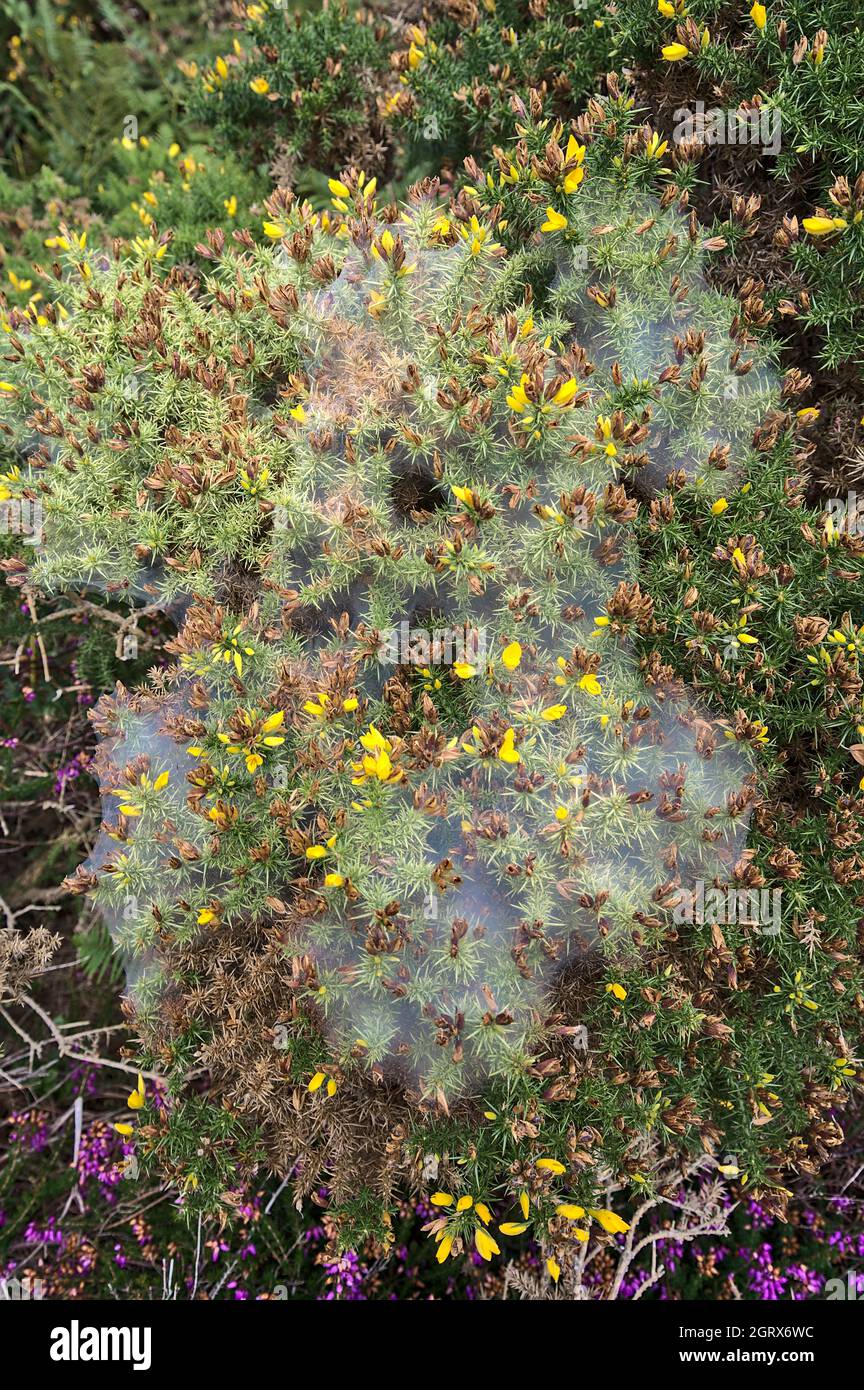 Nature decorated to Halloween. Beautiful view of yellow and purple flowering green spiky gorse (Ulex) plant covered with funnel or sperm spider web Stock Photo