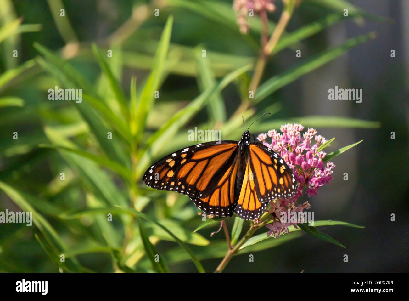 Newly emerged female Monarch butterfly, Danaus plexippus, resting on a bloom of swamp milkweed in Kansas, USA Stock Photo