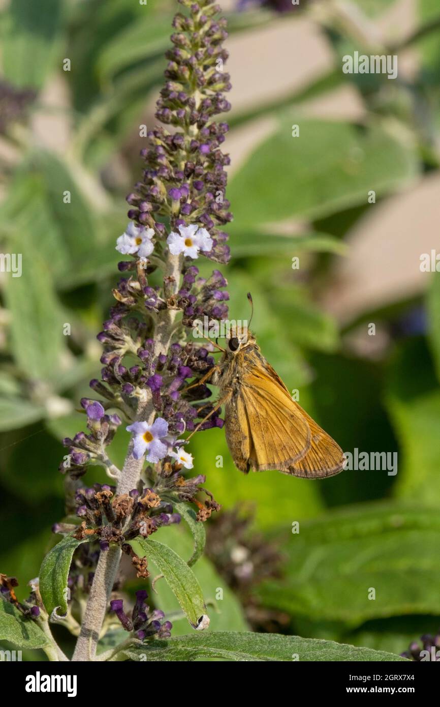 Atalopedes campestris, called sachem in the US & Canada, a small grass skipper butterfly nectarine on a Buddleja davidii. Kansas, USA. Stock Photo