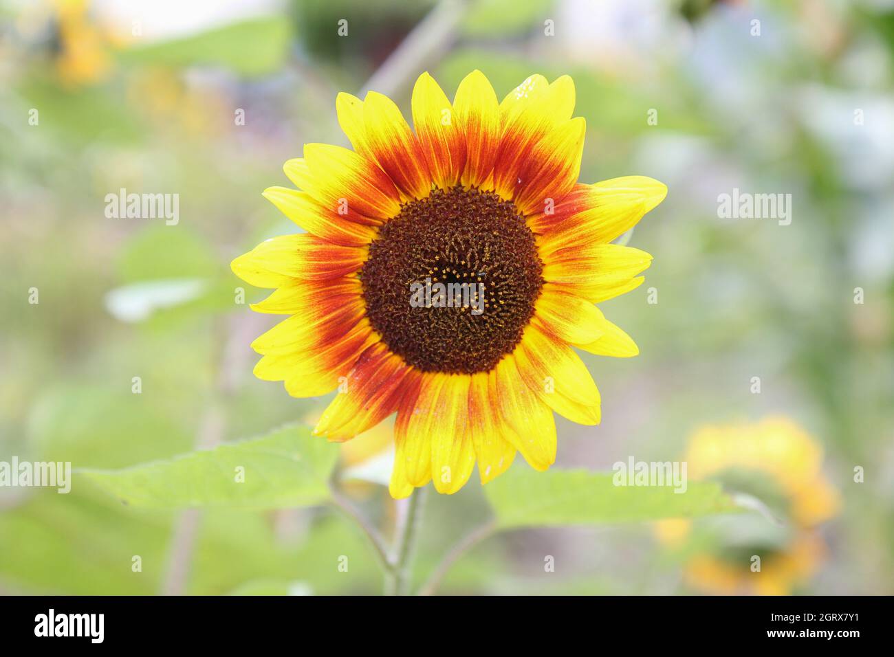 Single sunflower, bicoloured in bright light. Autumn icon. Stock Photo