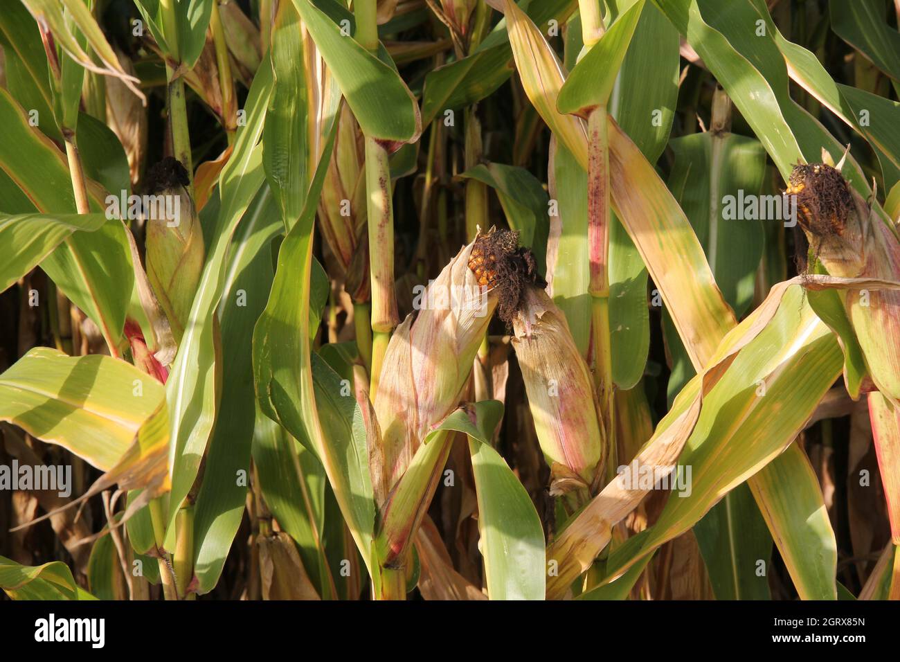 Maize corn cob with yellow maize kernel on maize field. Stock Photo