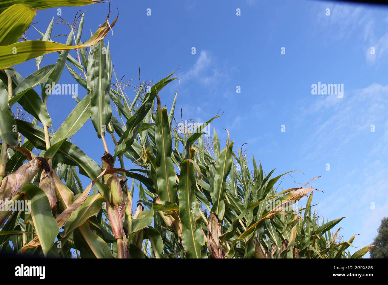 Maize field, diagonal row of maiz inf ront of blue sky for plant-based bezine or animal feed. Stock Photo