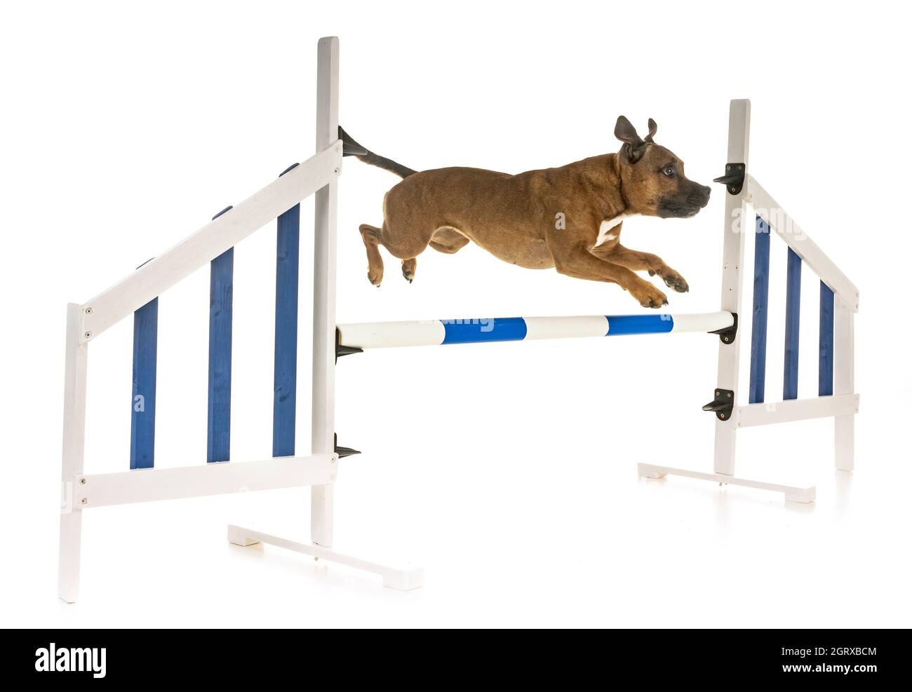 Dog Jumping Over Hurdle Against White Background Stock Photo