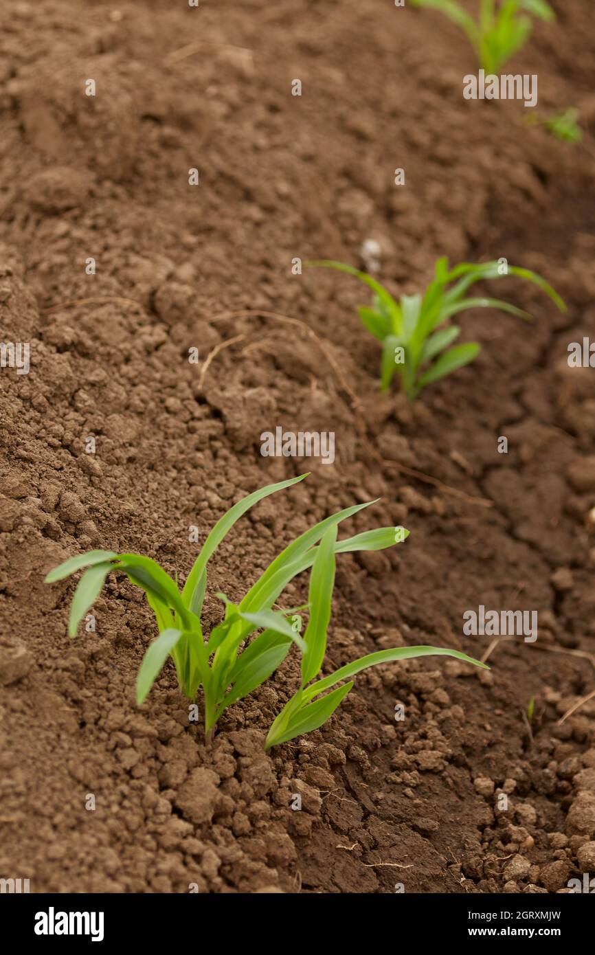 Field of this mud hi-res stock photography and images - Alamy