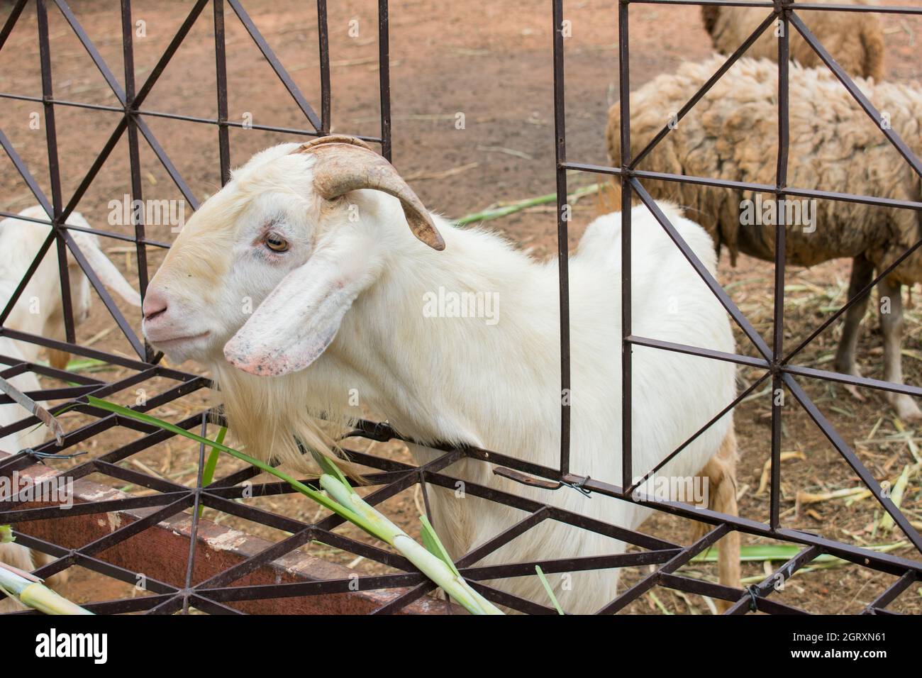High Angle View Of Goat In Cage Stock Photo - Alamy
