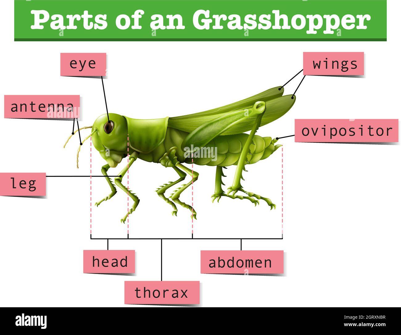 Diagram showing different parts of grasshopper Stock Vector