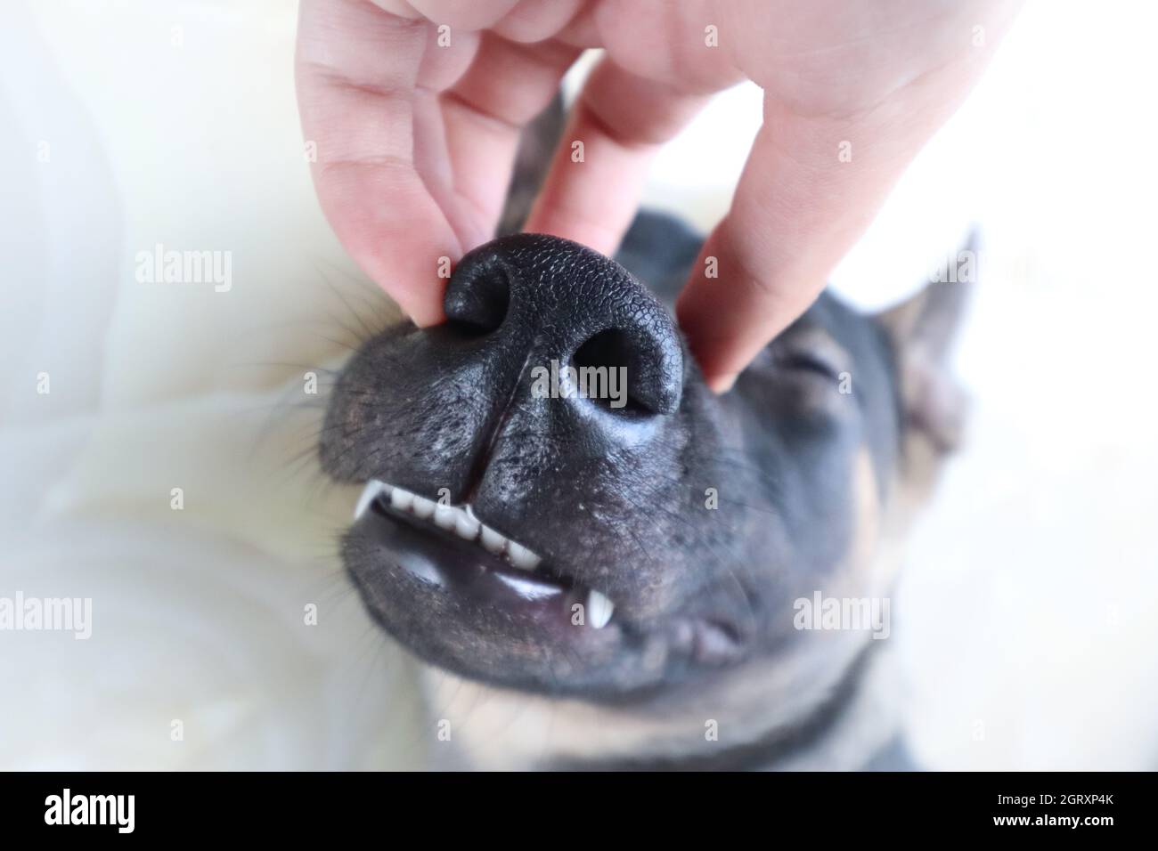 dog scratching muzzle