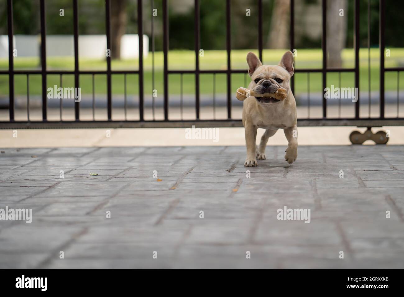 Can A French Bulldog Be Given Rawhide Every Day