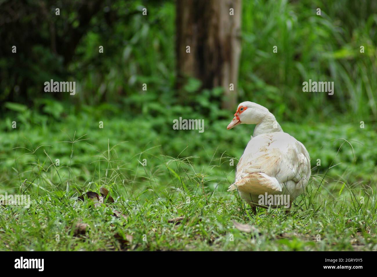 Rear View Of Duck Perching On Grassy Field Stock Photo
