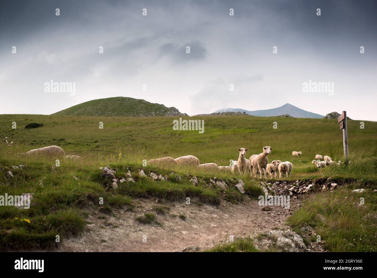 View Of Sheep On Field Against Sky Stock Photo