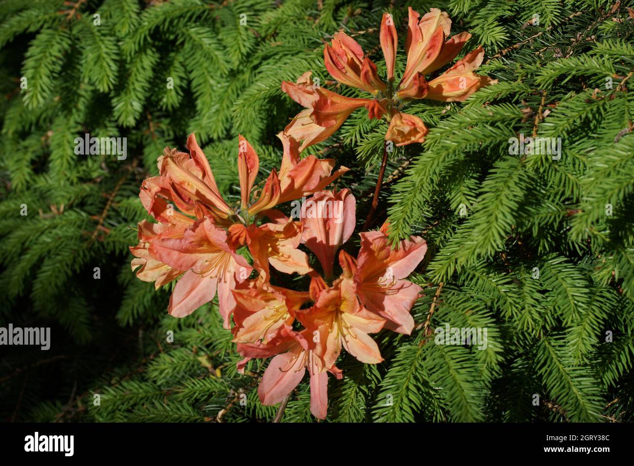 Japanese azalea with orange flowers in the garden, outdoors. Rhododendron molle subsp. japonicum. Horizontal photo. Stock Photo