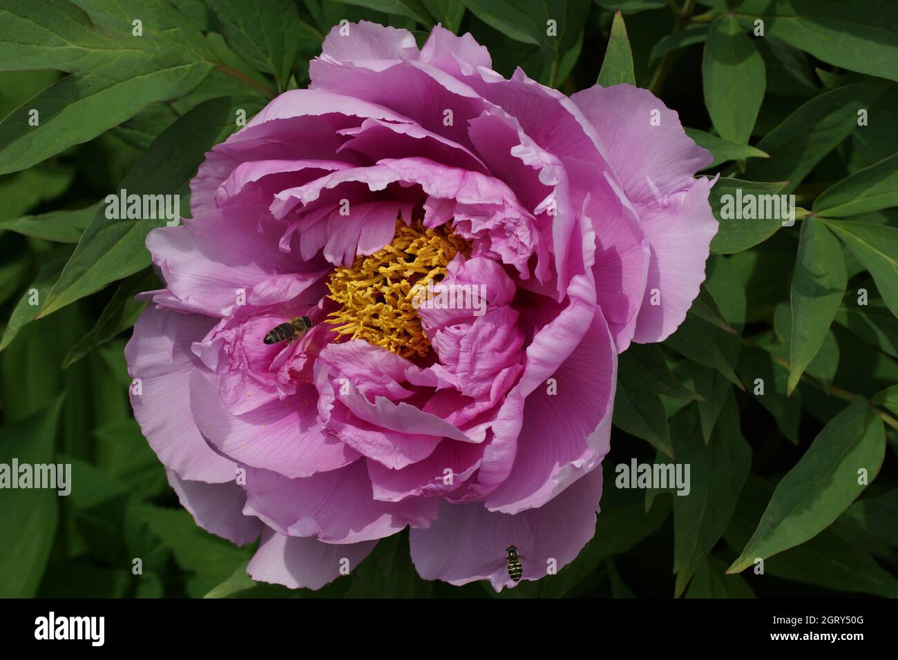 Pink Tree Peony Paeonia suffruticosa Stock Photo