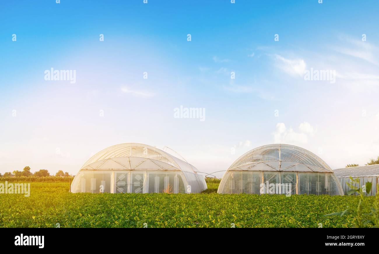 Greenhouses in the field for seedlings of crops, fruits and vegetables. Farmlands. Farming and agriculture. Countryside. Selective focus Stock Photo