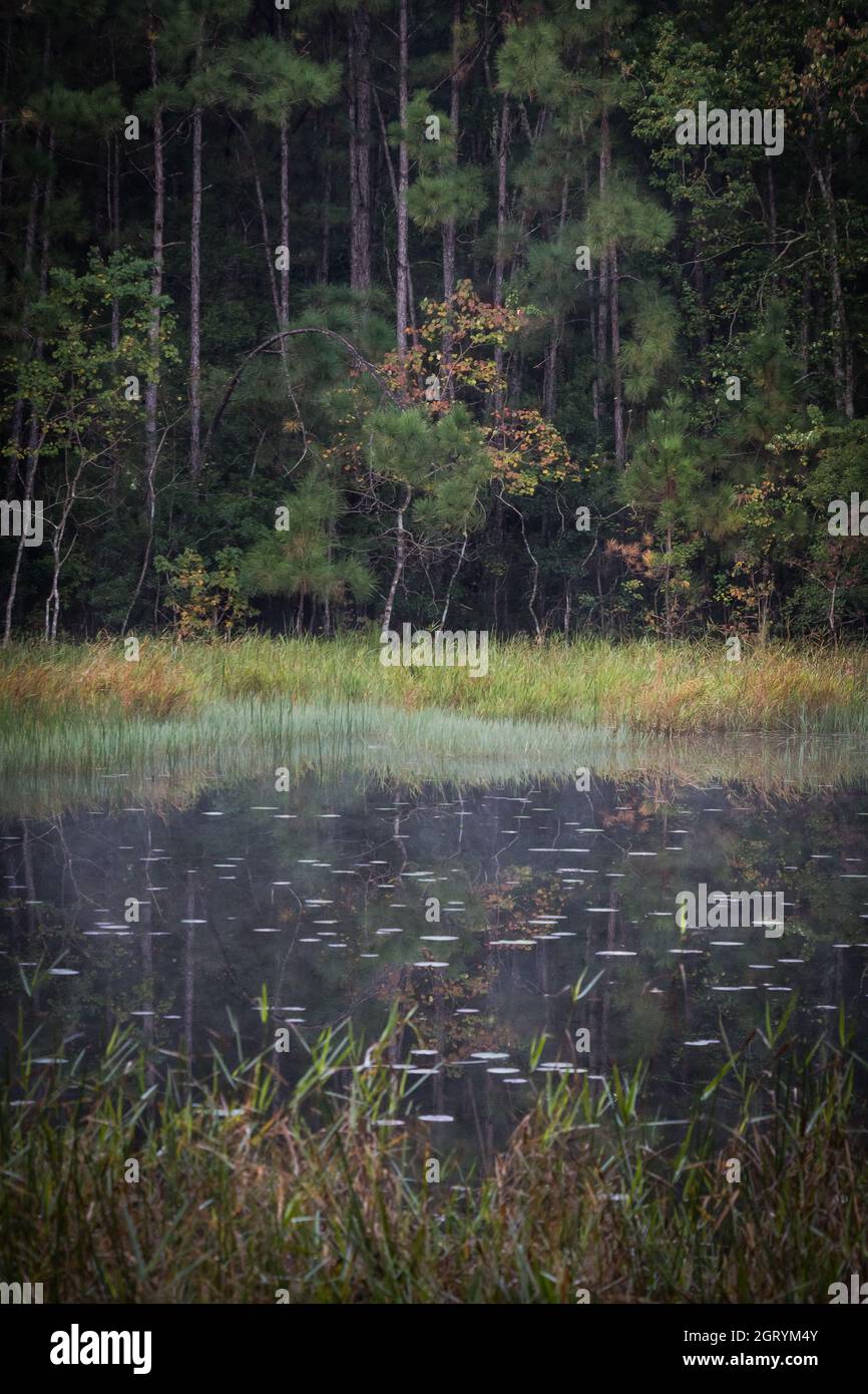 Morning at a secluded pond in the Piney Woods of East Texas Stock Photo