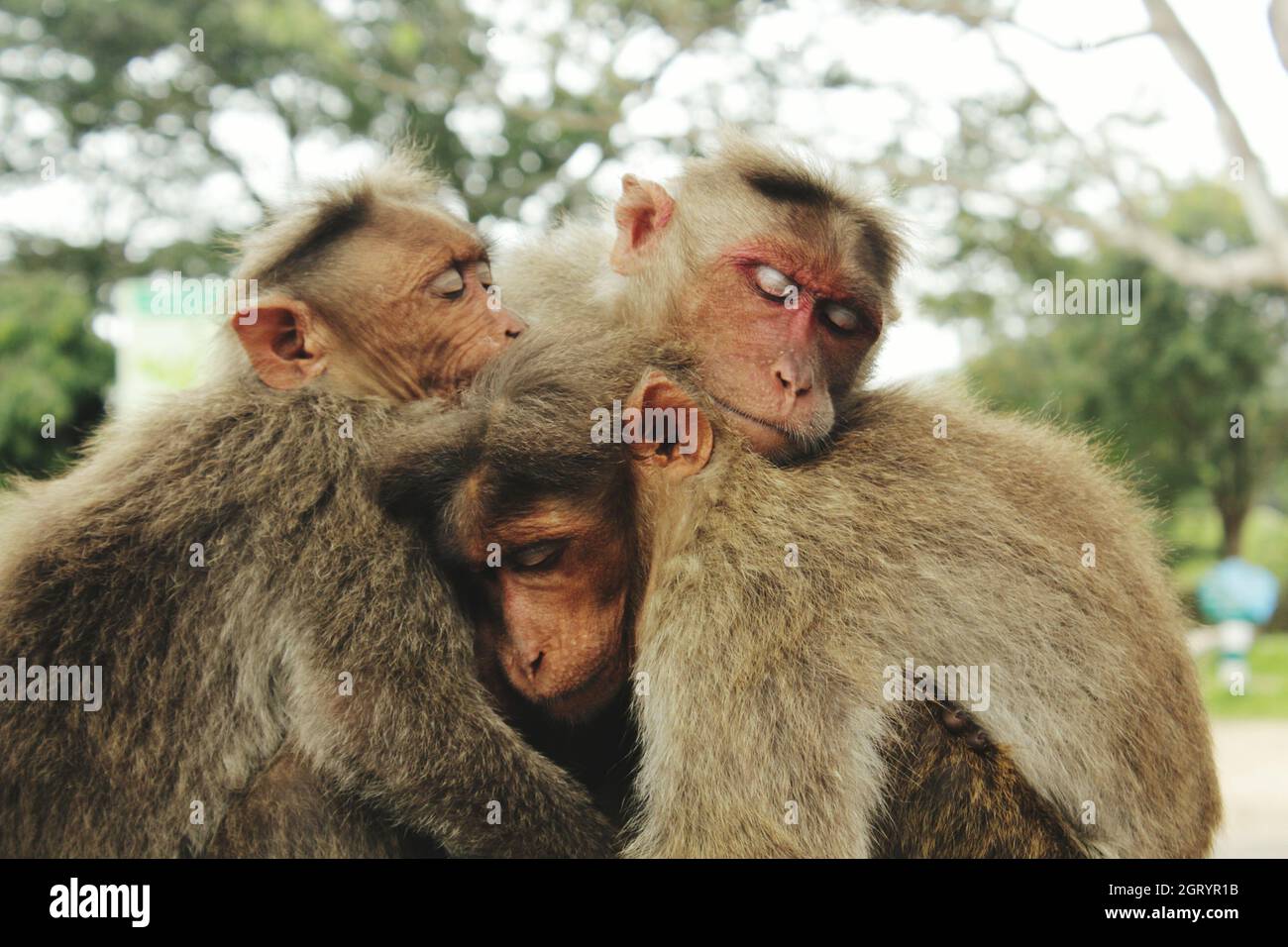 Even Animal Understand That When Situation Is Tough, Only Family Or Friends Wil Be There To Help. Stock Photo