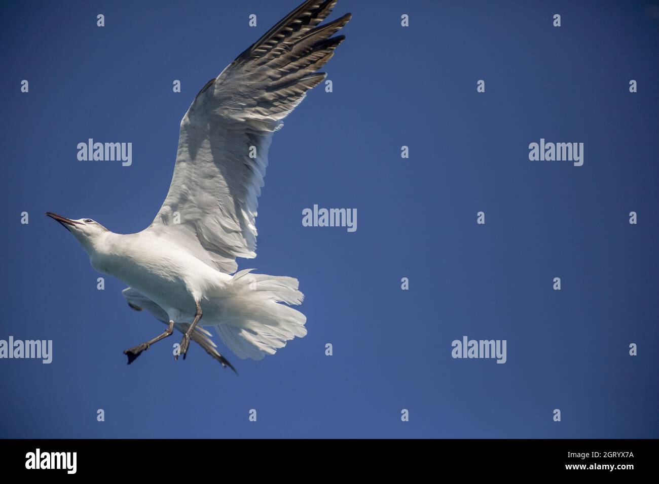 White seagull in flight against blue sky Stock Photo - Alamy