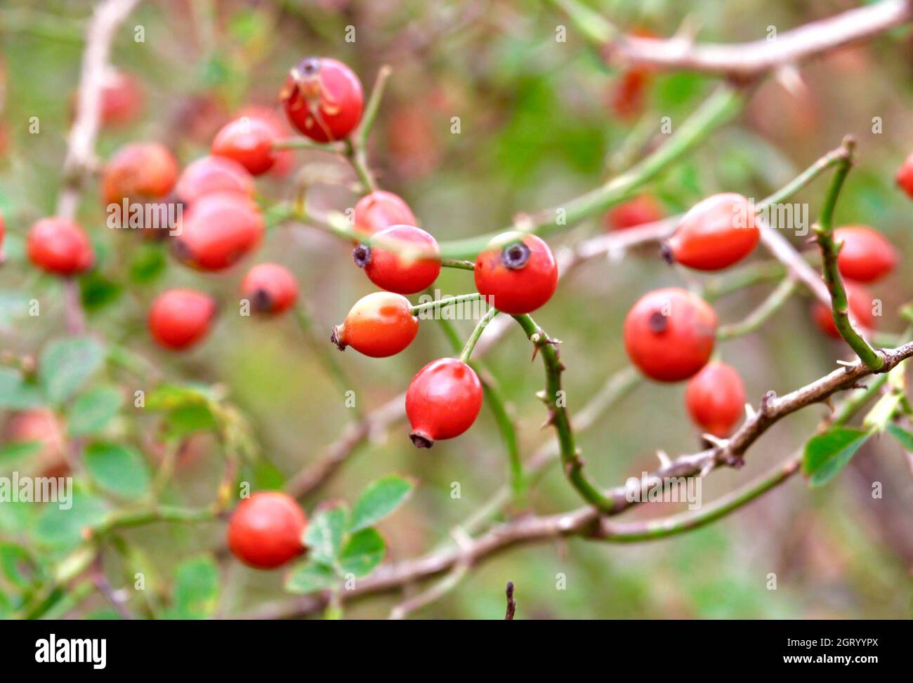 Close-up Of Berries Growing On Tree Stock Photo