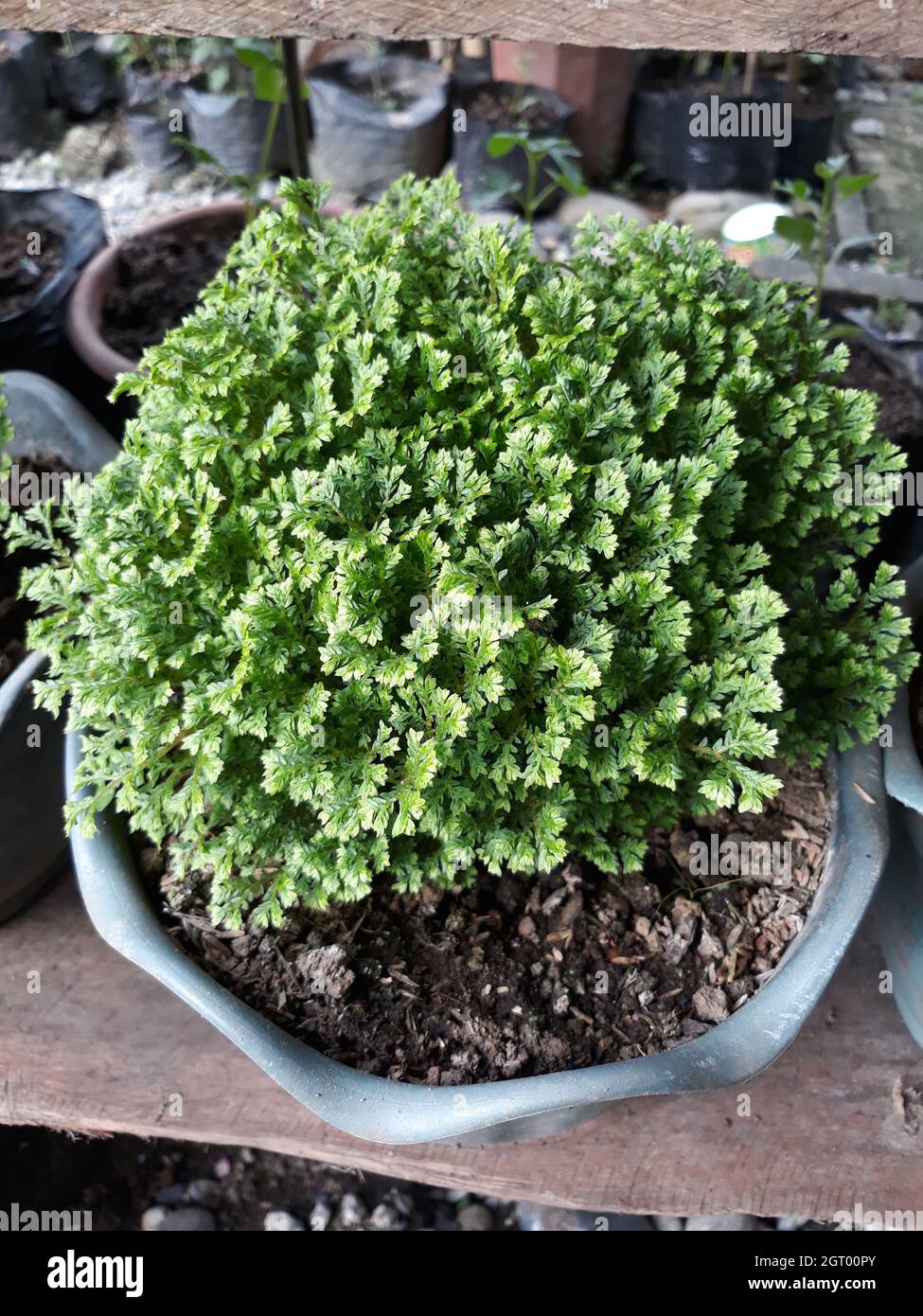 Green Plant High Angle View, Green Leaves, Plant On Pot, Stock Photo