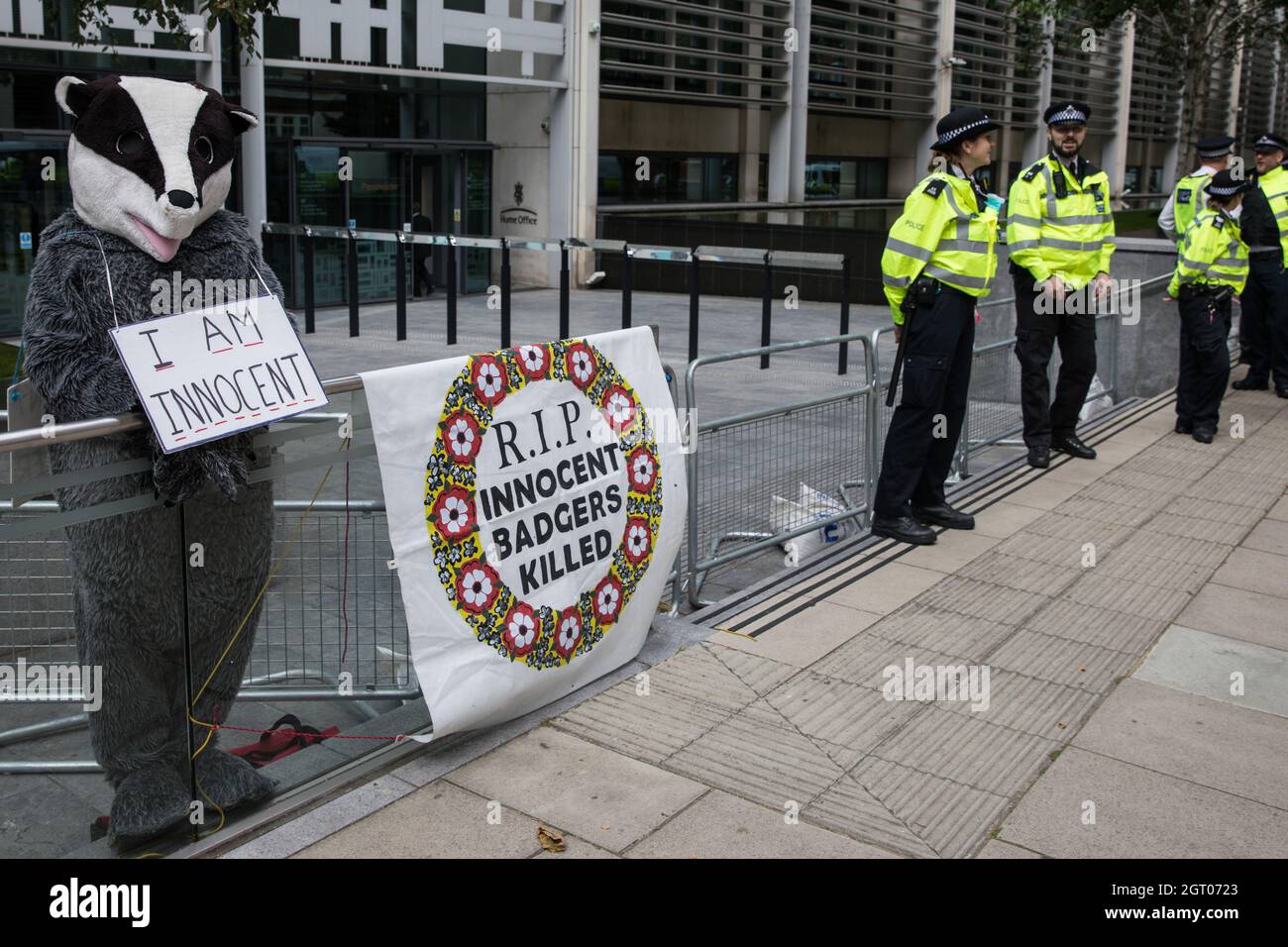 London, UK. 26th August, 2021. An animal rights activist dressed as a badger protests outside the Home Office and DEFRA against the culling of badgers. More than 100,000 badgers have been killed in culls stretching from Cornwall and Cumbria since 2013 with the intention of reducing bovine tuberculosis (bTB) infections in cattle, but vaccination will replace such culls, which will no longer be permitted in England, with effect from 2022. Credit: Mark Kerrison/Alamy Live News Stock Photo