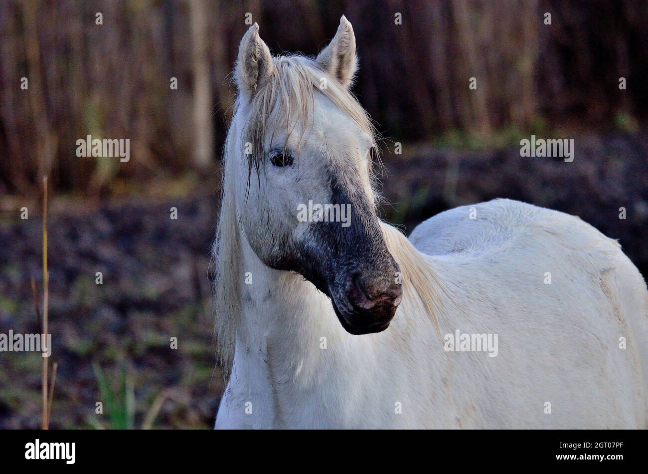 Close-up Of A Horse On Field Stock Photo