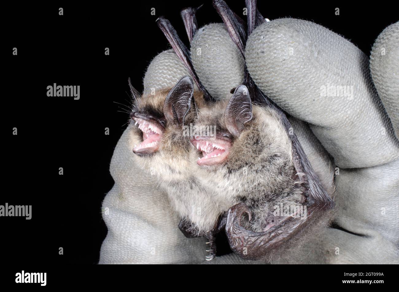 Mystacinus brandtii hires stock photography and images Alamy