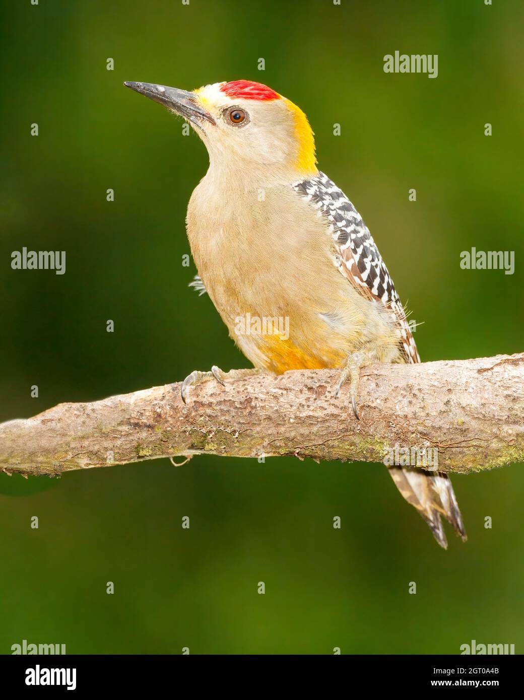 Hoffmann's Woodpecker (Melanerpes hoffmannii) perched on a branch, Costa Rica Stock Photo