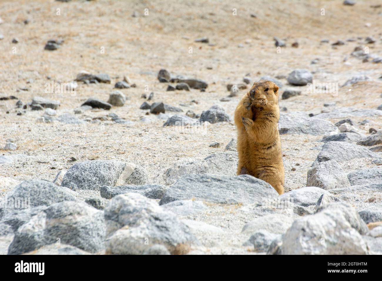 Animals live underground hi-res stock photography and images - Alamy
