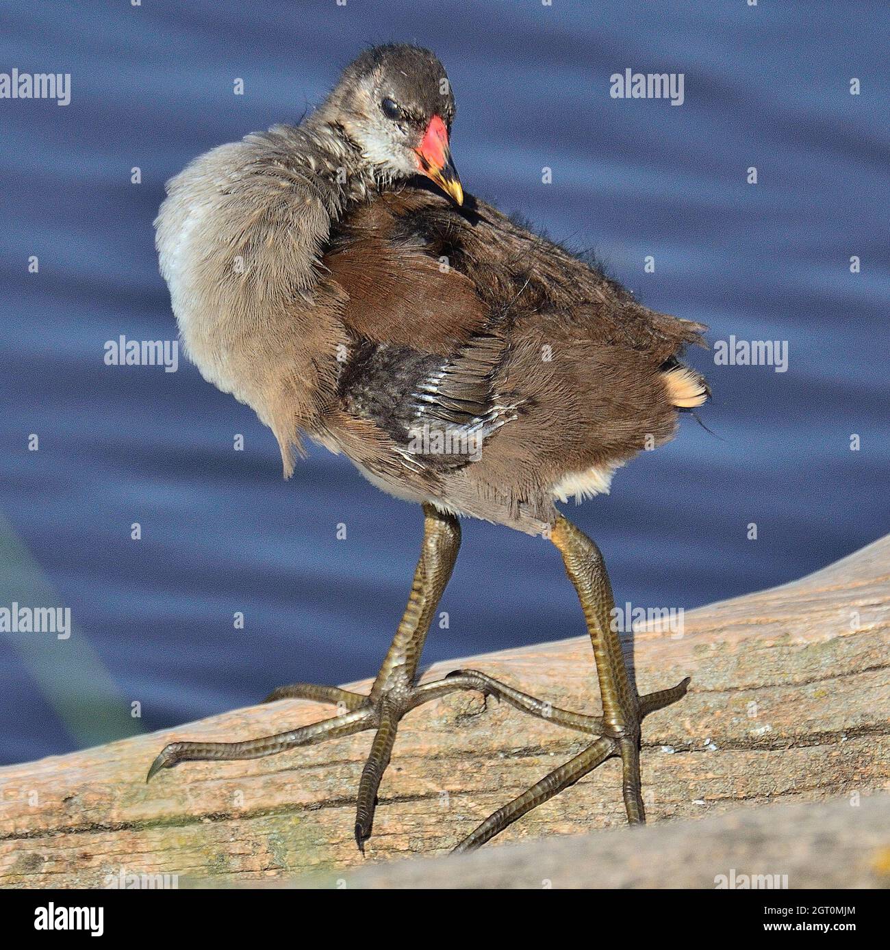 Close-up Of Bird Perching On A Lake Stock Photo