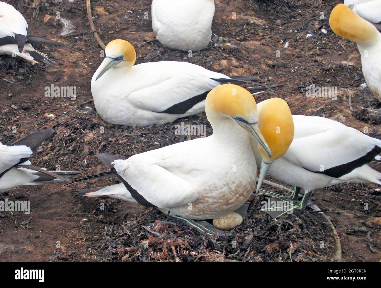 A pair of Australasian Gannet cuddle and watch over their egg in Hawkes Bay on the North Island of New Zealand. Stock Photo