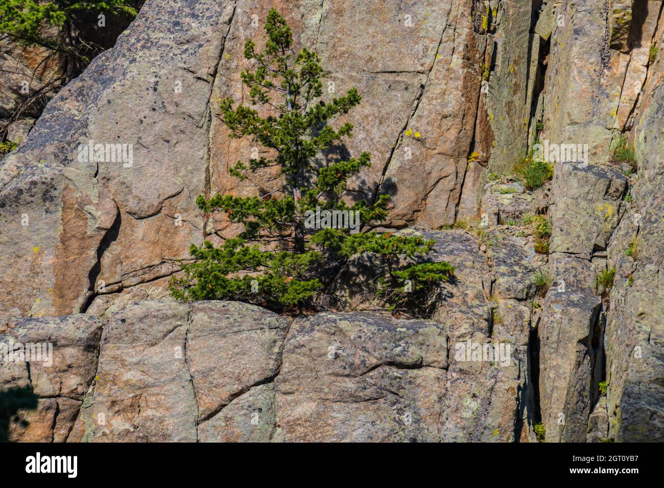 thrive where you are planted: a tree hangs on and grows on a rocky cliff Stock Photo