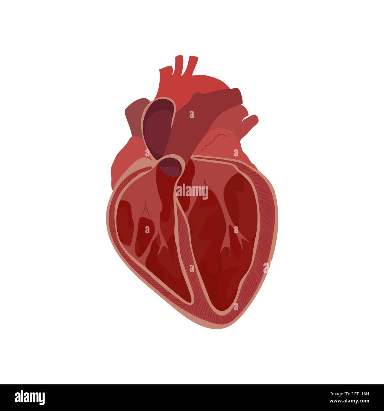 Internal structure of the heart, illustration Stock Photo - Alamy