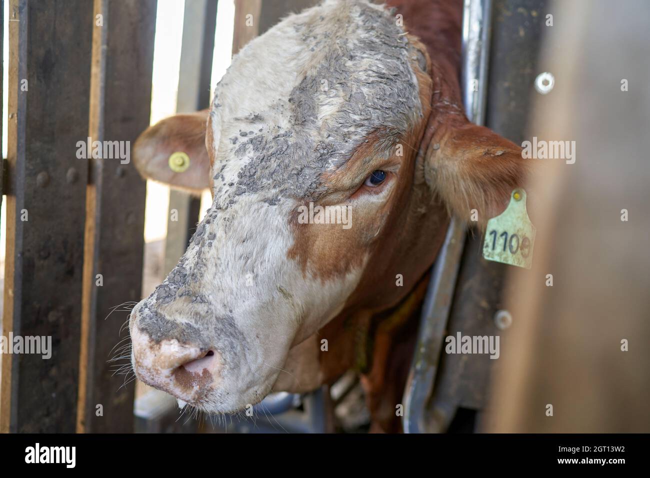 Cattle rancher tagging cow Stock Photo