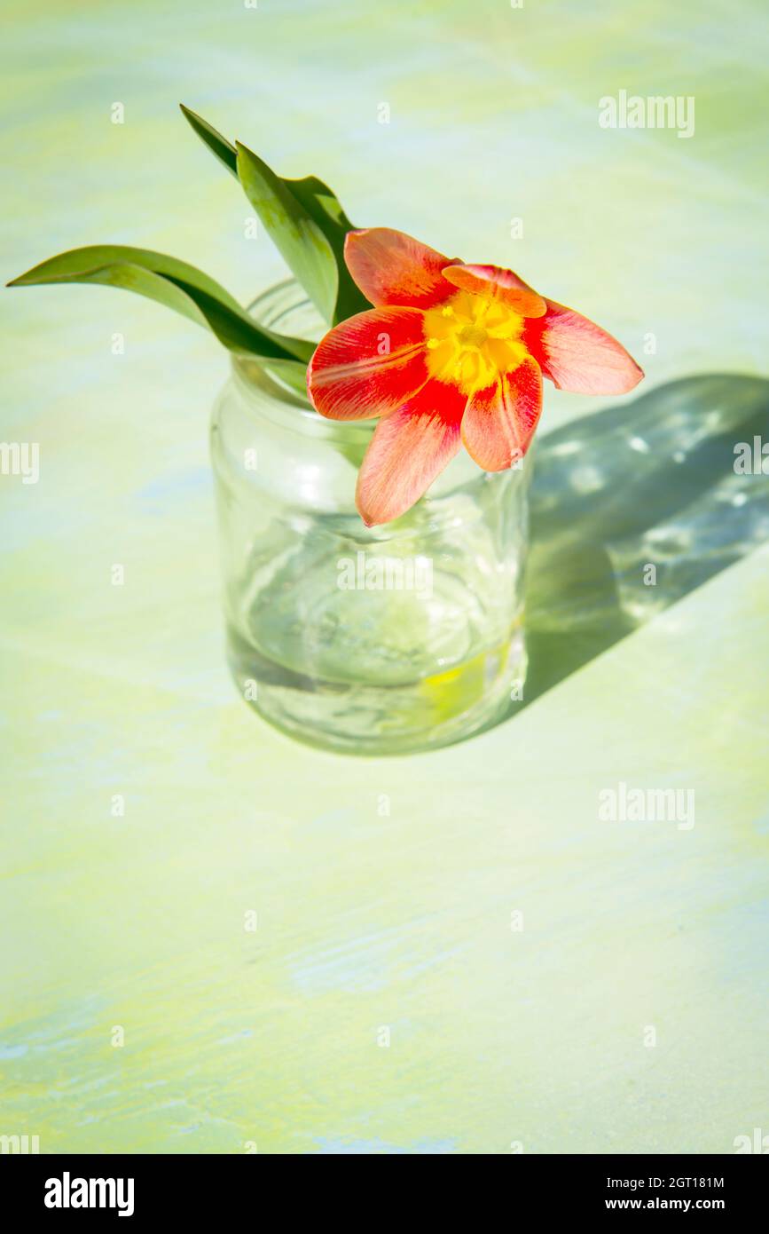Close-up Of Flower In Glass Stock Photo